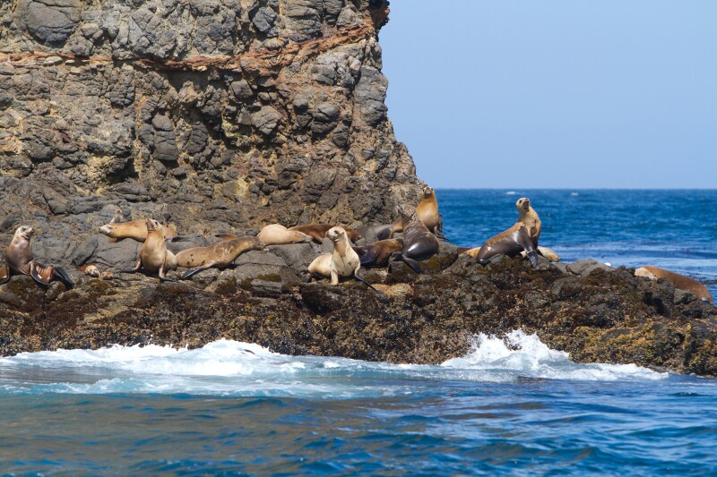 California sea lions, in addition to 2,000 other species of animal, live on the Channel Islands.