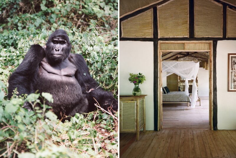 volcanoes gorilla