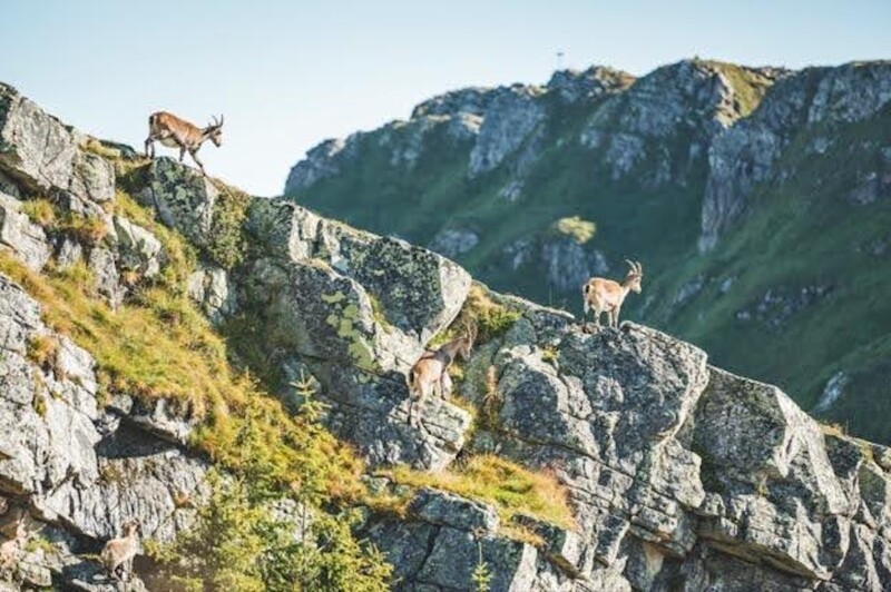 Two ibex stand on a rock ridge in Switzerland.