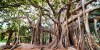 Large twisted roots of a Moreton Bay fig tree (banyan tree) (Ficus macrophylla), Palermo Botanical Gardens, Palermo, Sicily, Italy, Europe