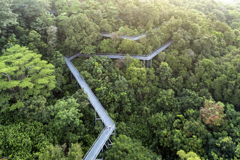 Aerial view of elevated rainforest trails in Southern Ridges zigzagging among trees