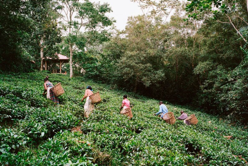 In 2013, Volcanoes Safaris started a tea processing cooperative near the Bwindi Impenetrable Forest in Uganda.