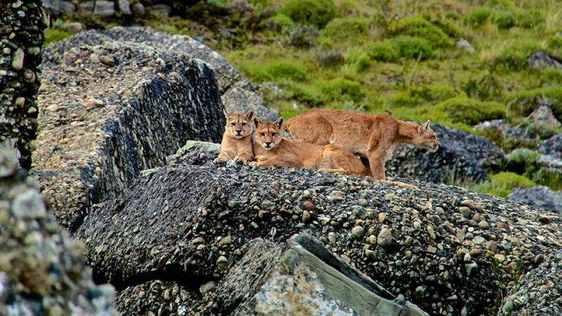 Pumas, also known as cougars or mountain lions, live as far north as the Canadian Yukon and as far south as the Andes.