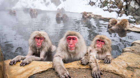 Red-faced monkeys in a hot spring