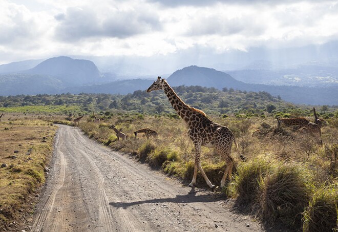 Massai Giraffe crossing the road, Giraffa camelopardalis, Mount Meru, Arusha National Park, Tanzania, East Africa, Africa