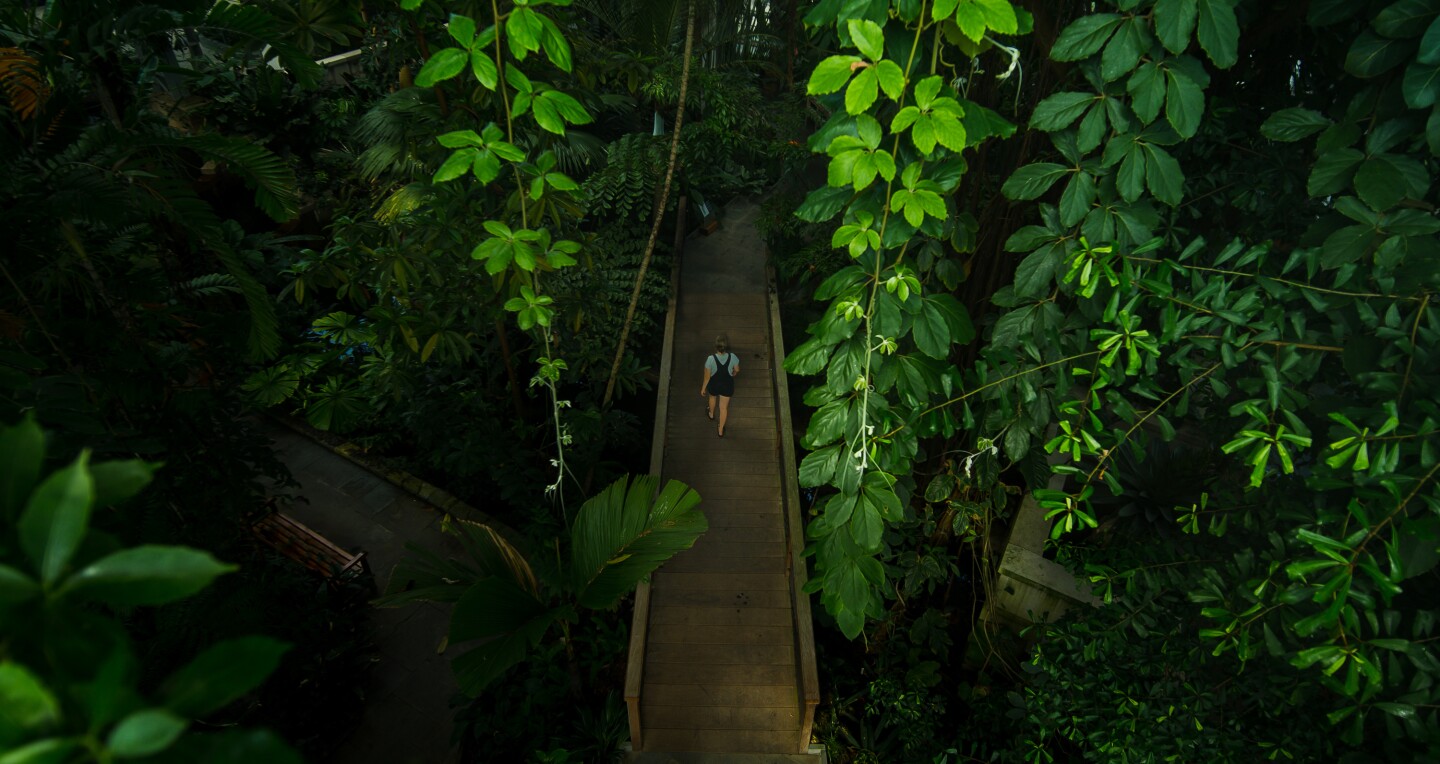 An overhead view of tropical plants and someone walking on an elevated walkway through the conservatory at the United States Botanic Garden in Washington, DC.