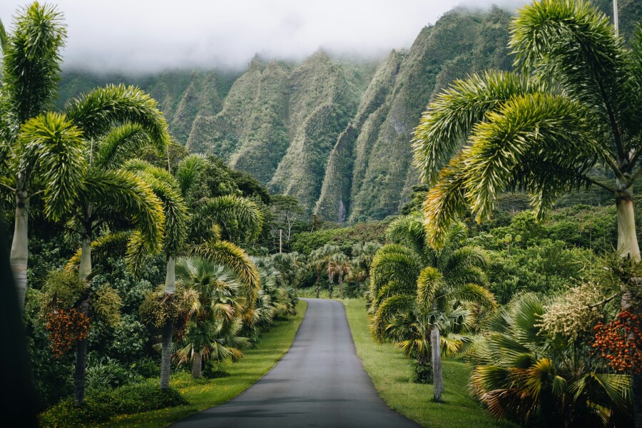 A road through Ho‘omaluhia Botanical Garden on O‘ahu flanked by grass and palm trees and large green cliffs in distance with fog at peaks