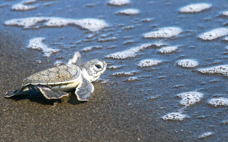 Closeup of baby sea turtle approaching water