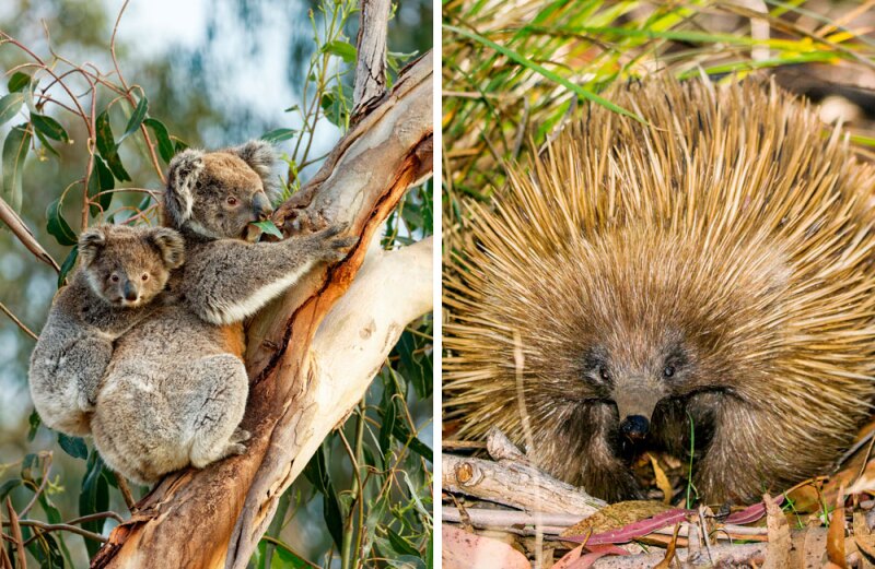 EpicTrips-KangarooIsland-04-Paleokastritsa-Lukas_Vejrik.jpg