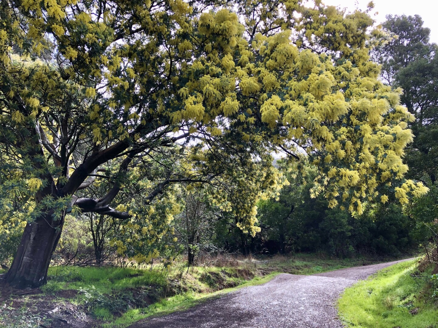 Studies have shown that just 20 minutes of walking attentively in nature can lower cortisol levels.