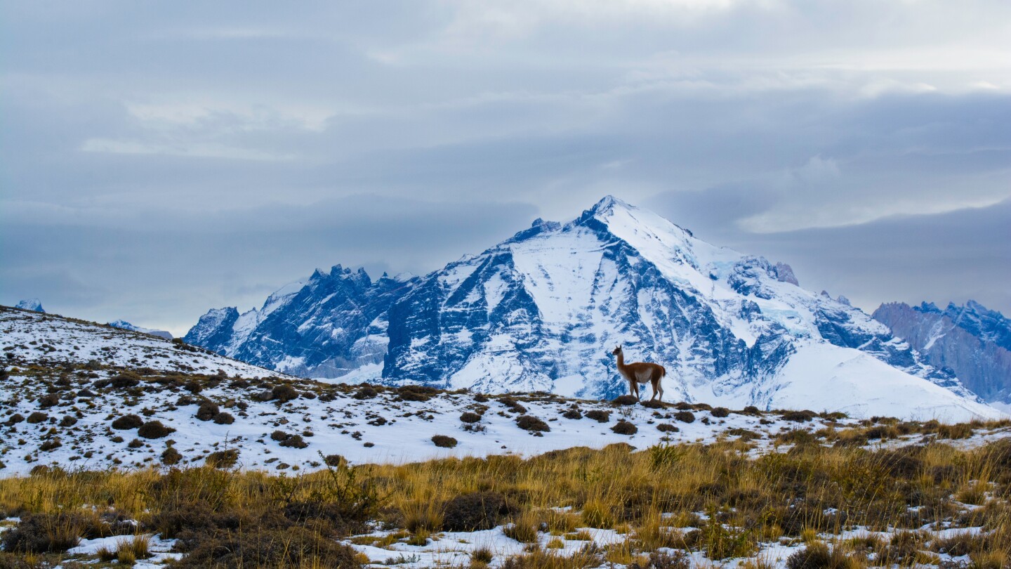 A guanaco on snowy grass with a snow-covered mountain in the background