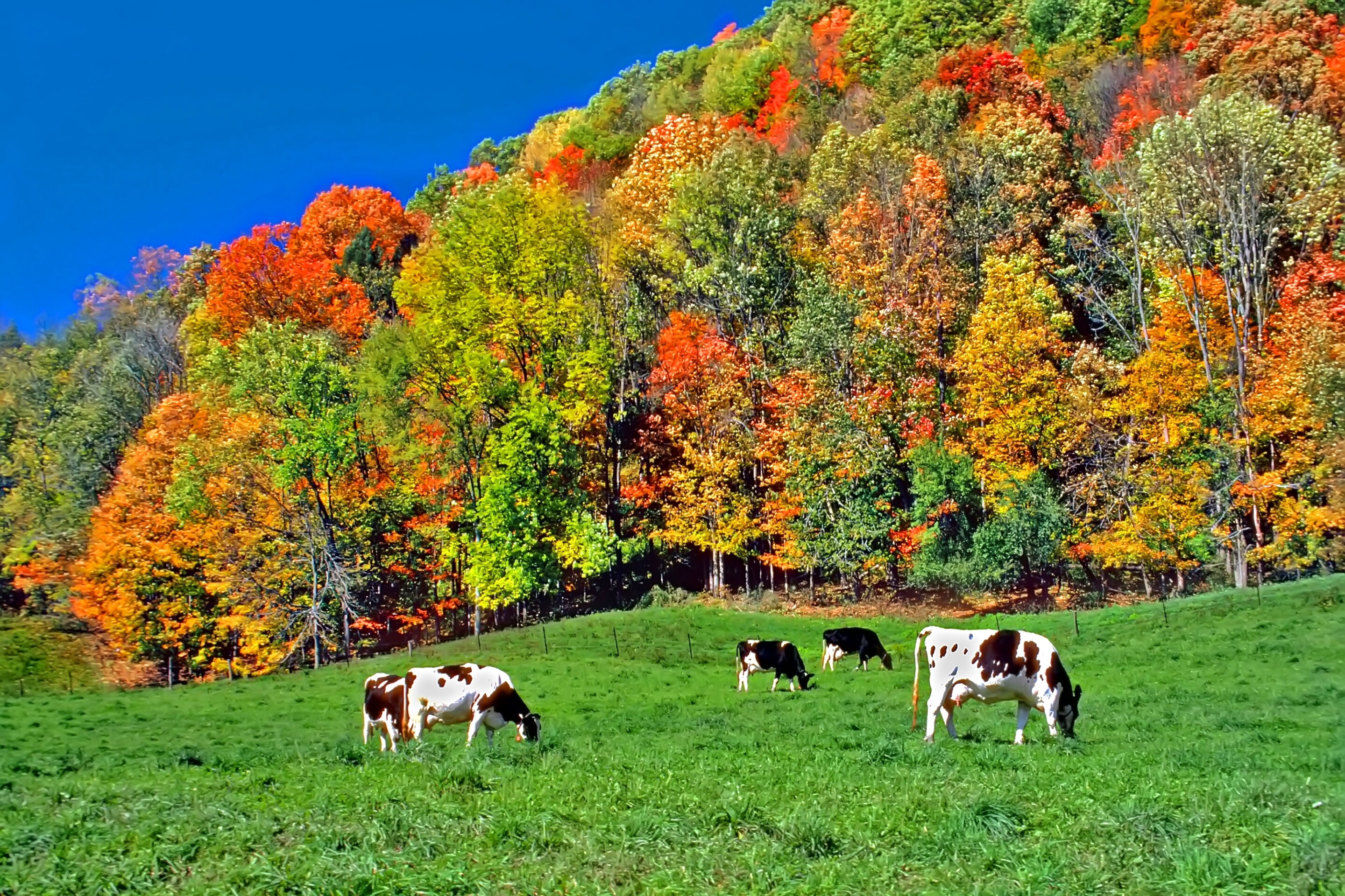 Us Fall 11 Scenic Drives in the USA for Fall Foliage - AFAR