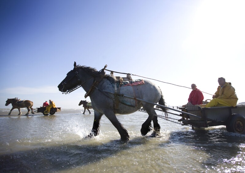 Shrimp fishermen ride on horseback into the sea.