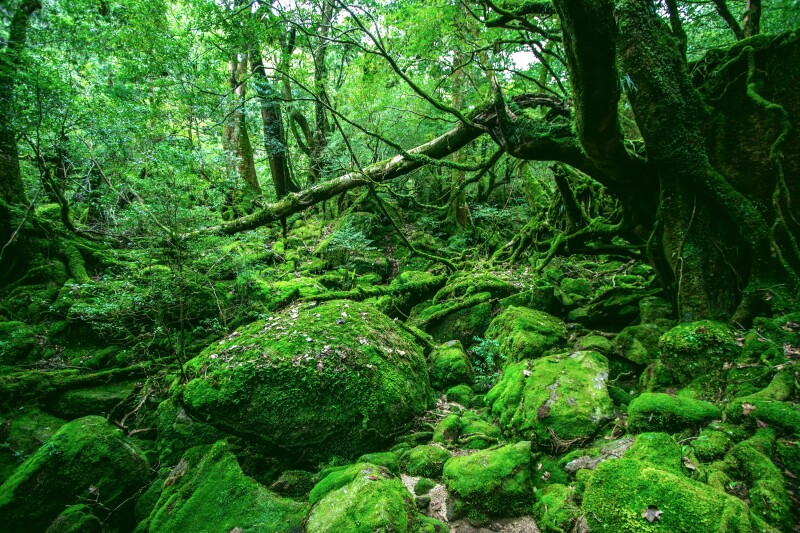 A forest filled with boulders and trees covered entirely by bright green moss.