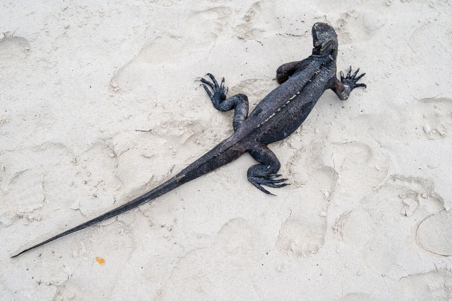 Overhead view of an iguana in the sand
