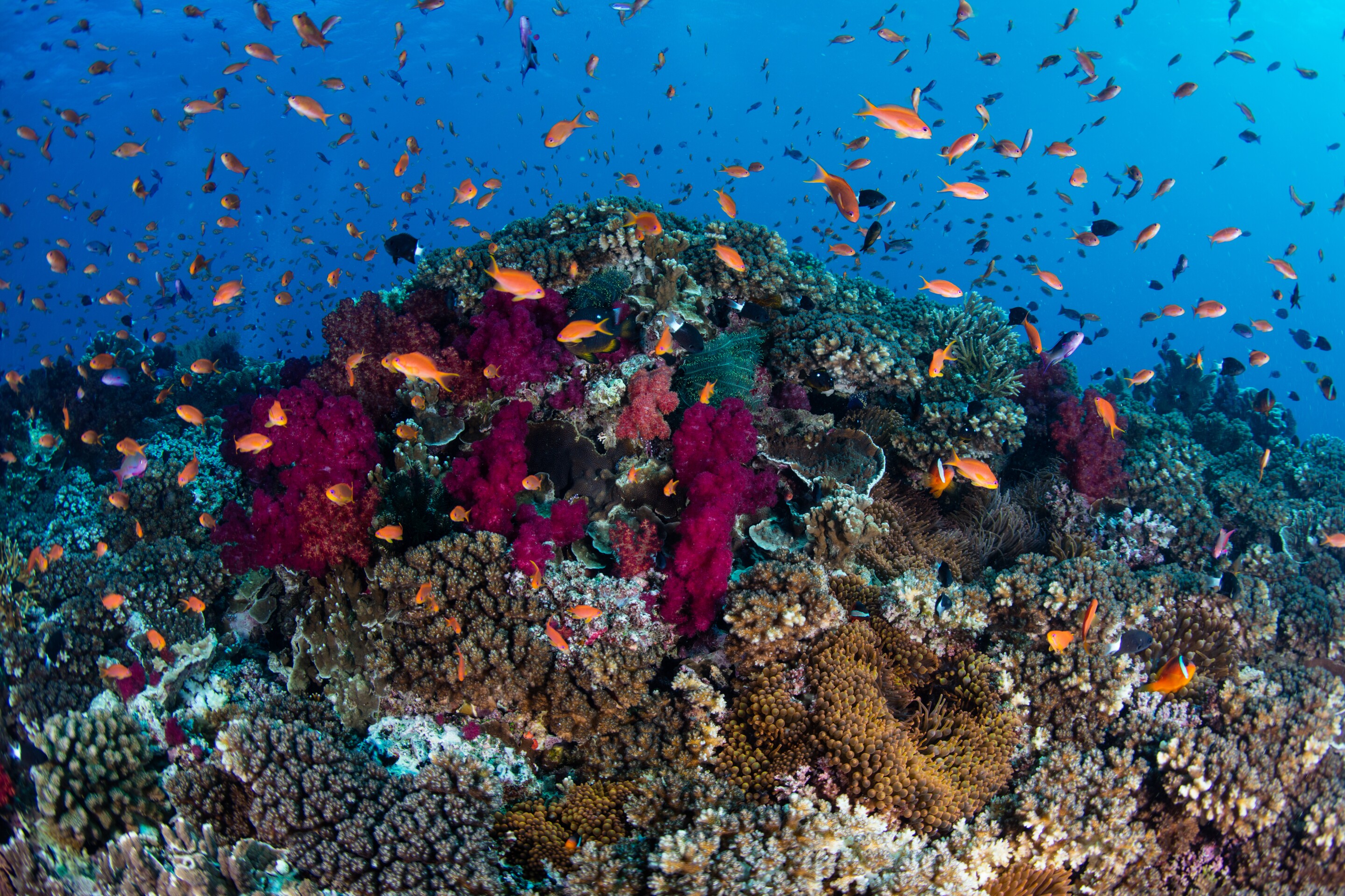 Best Scuba Diving Locations Around the World Best Scuba Diving Locations Around the World