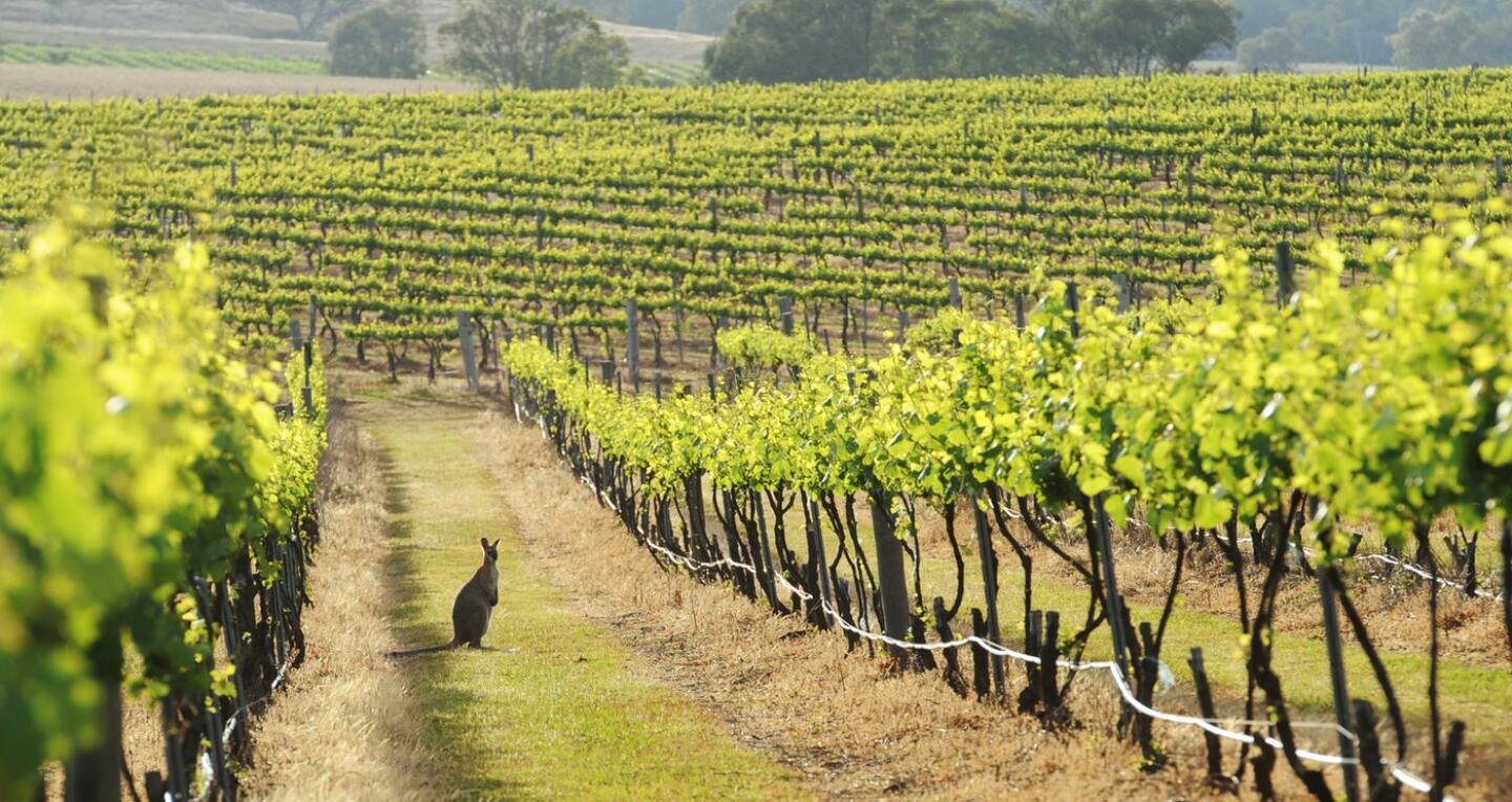 A tiny wallaby stands curiously in a vineyard.