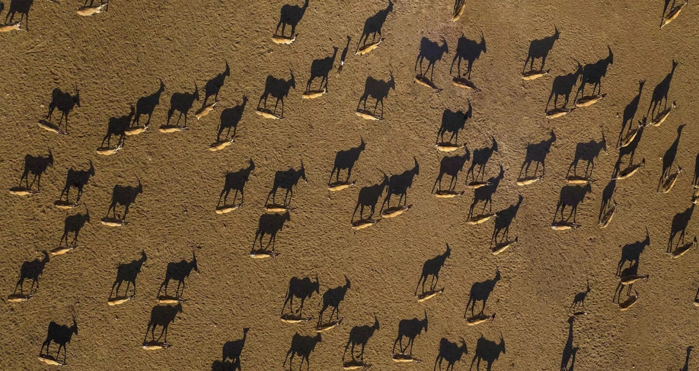 The wildlife roams free on Sir Bani Yas Island.
