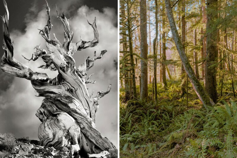 From left to right: bristlecone pine at Inyo National Forest, California, and a view of the forest-scape at Snoqualmie National Forest