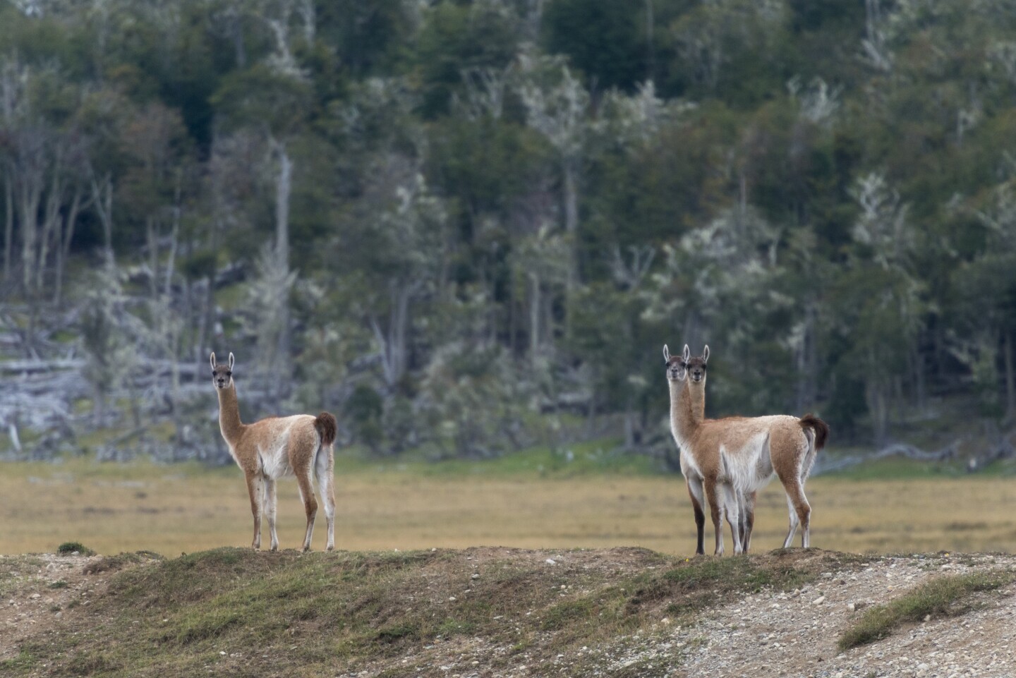 Three Guanacos roaming in the windswept landscape of Porvenir, Chile.