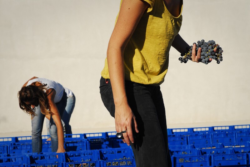 Arianna Occhipinti’s young crew harvest frappato and nero d’Avola grapes from her vineyards in Vittoria.