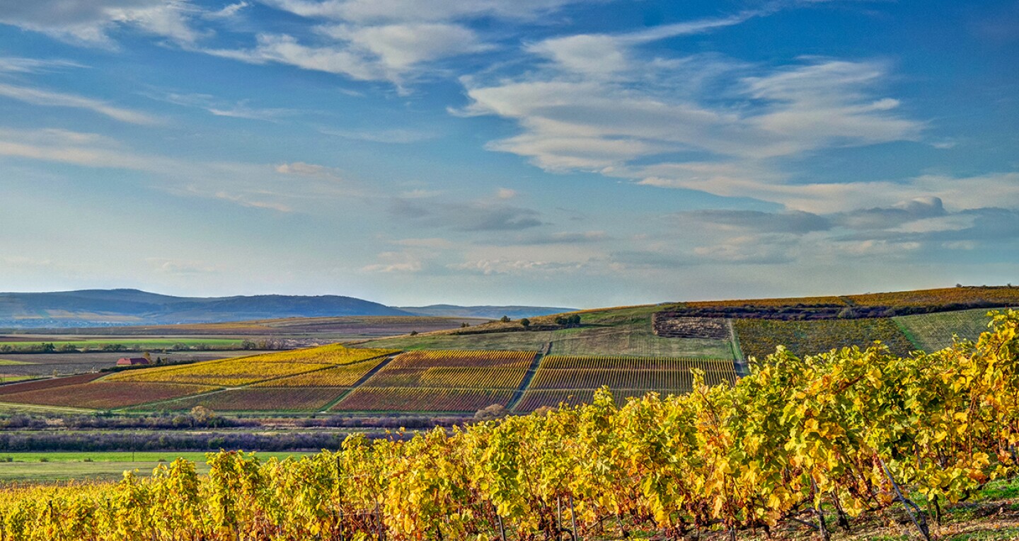Vineyards with mountains in the far distance