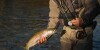Angler releases a rainbow trout back into Kvichak River near Iliamna Lake in the Bristol Bay region of Southwest Alaska, USA