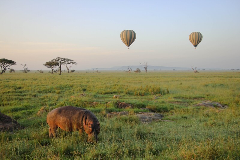 Serengeti National Park is renowned for its abundance of wildlife and is considered Tanzania’s oldest national park.