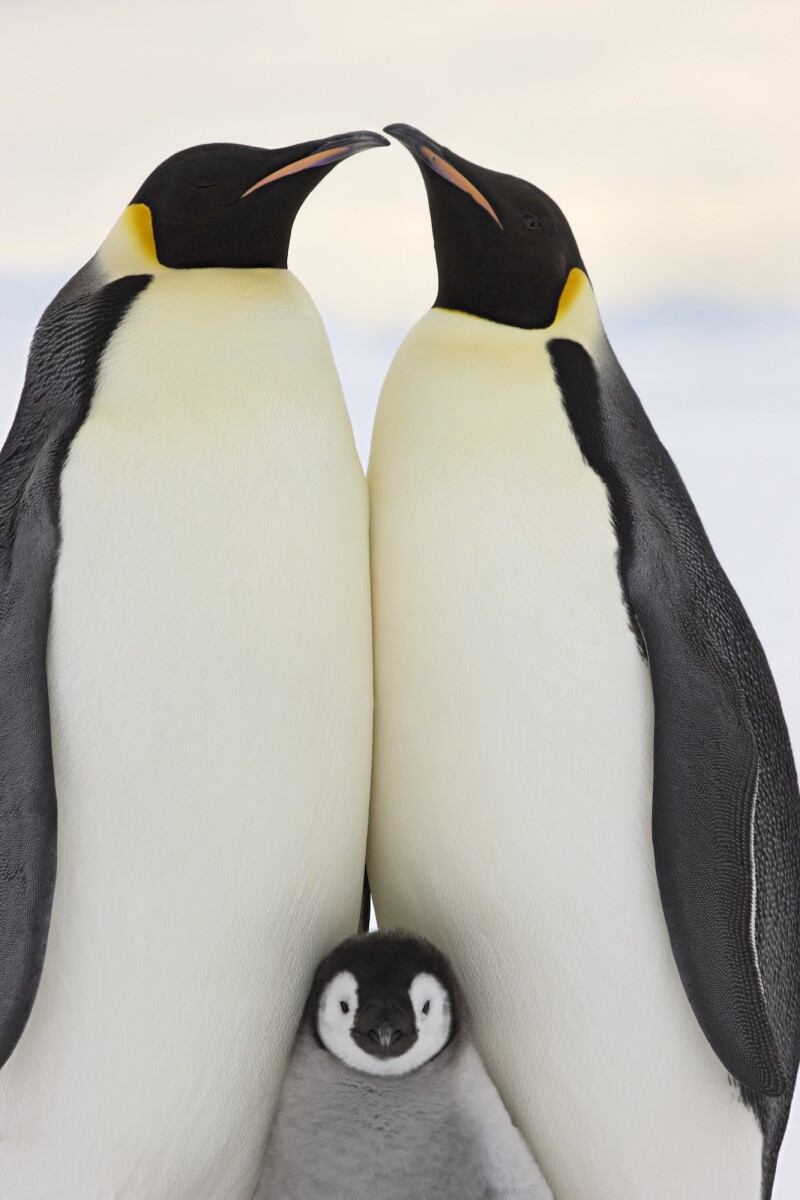 Emperor penguins huddle in groups to keep themselves—and each other—warm.