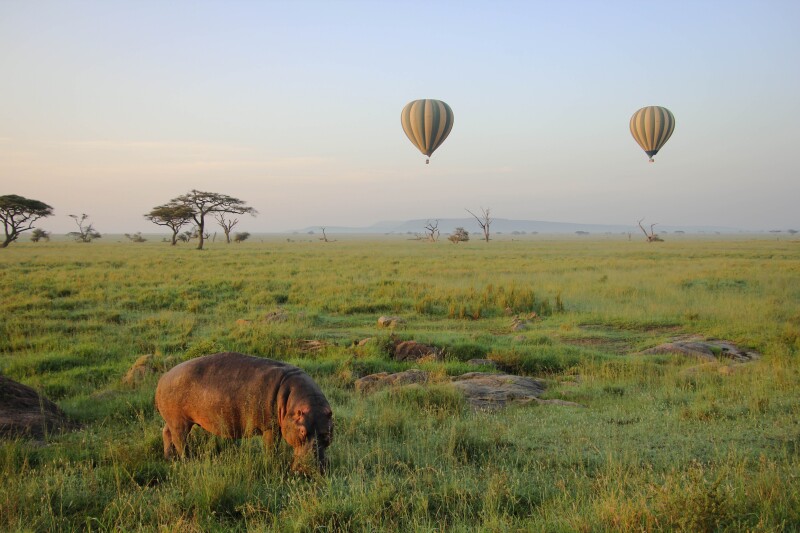 A hippo in foreground in green field, with two hot air balloons in sky in background