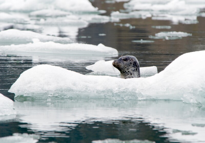 A seal peaking its head out of the water near an ice burg in Alaska