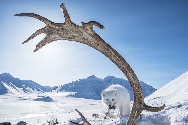 The Arctic National Wildlife Refuge (ANWR) is home to a vast array of wildlife including caribou, polar bears, wolves, foxes, and migratory birds from all 50 U.S. states.