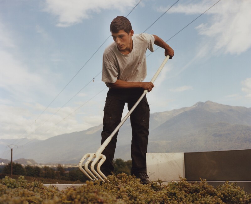 Hand pickers harvest the grapes in a Vineyard.