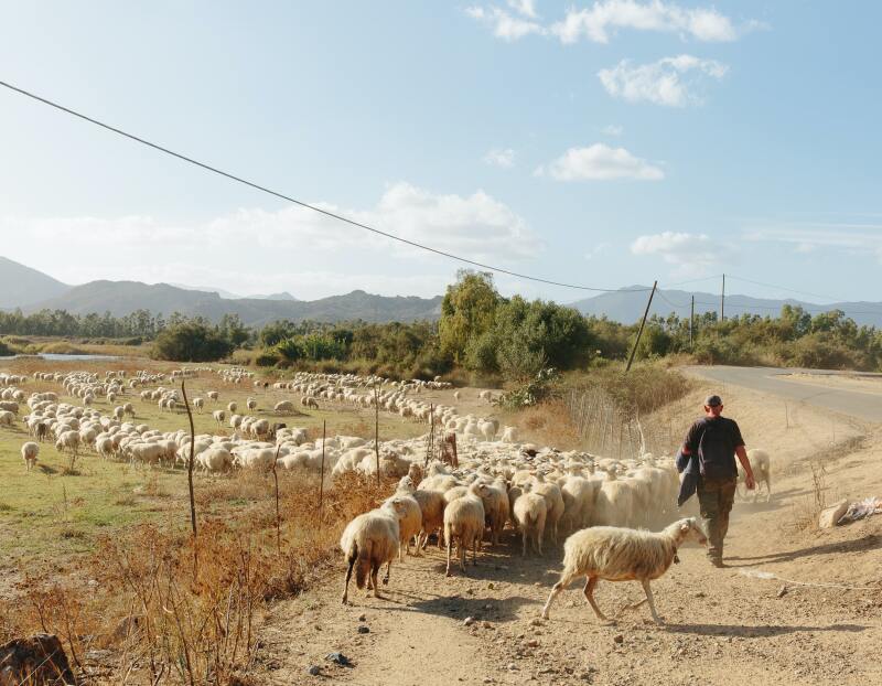 A herder corrals sheep in the rural areas of southwest Sardinia.
