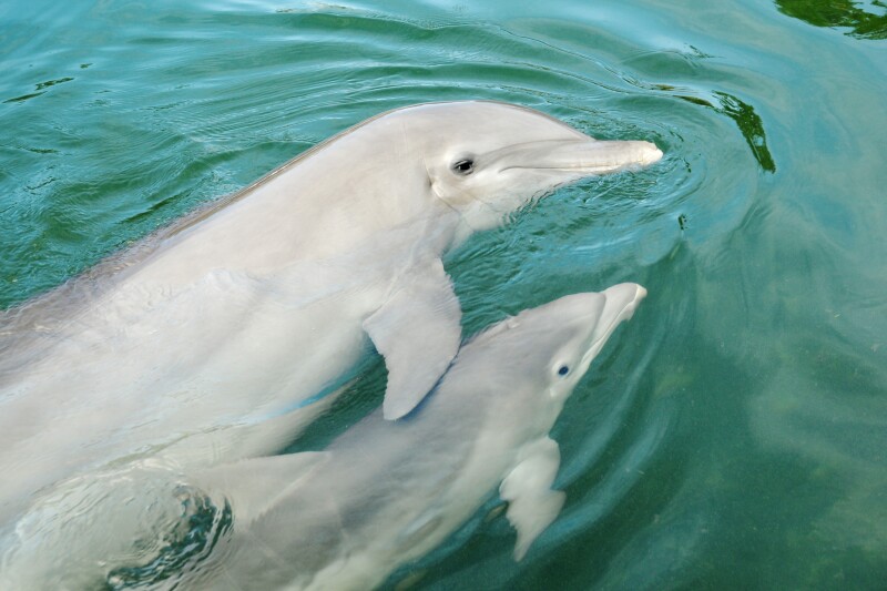 Two dolphins of different sizes swimming