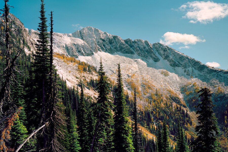 Trees, Intentional Hiking, and the Beauty of Slime Molds