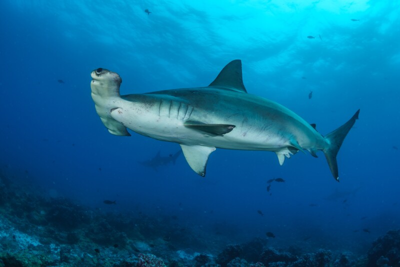 Scalloped hammerhead sharks gather in schools of several hundred in the Galápagos.