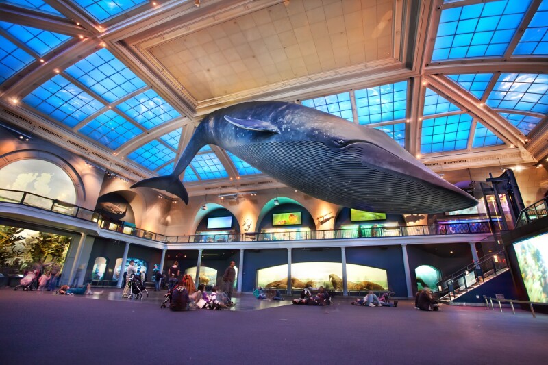 An enormous model blue whale hanging from the ceiling in a museum gallery