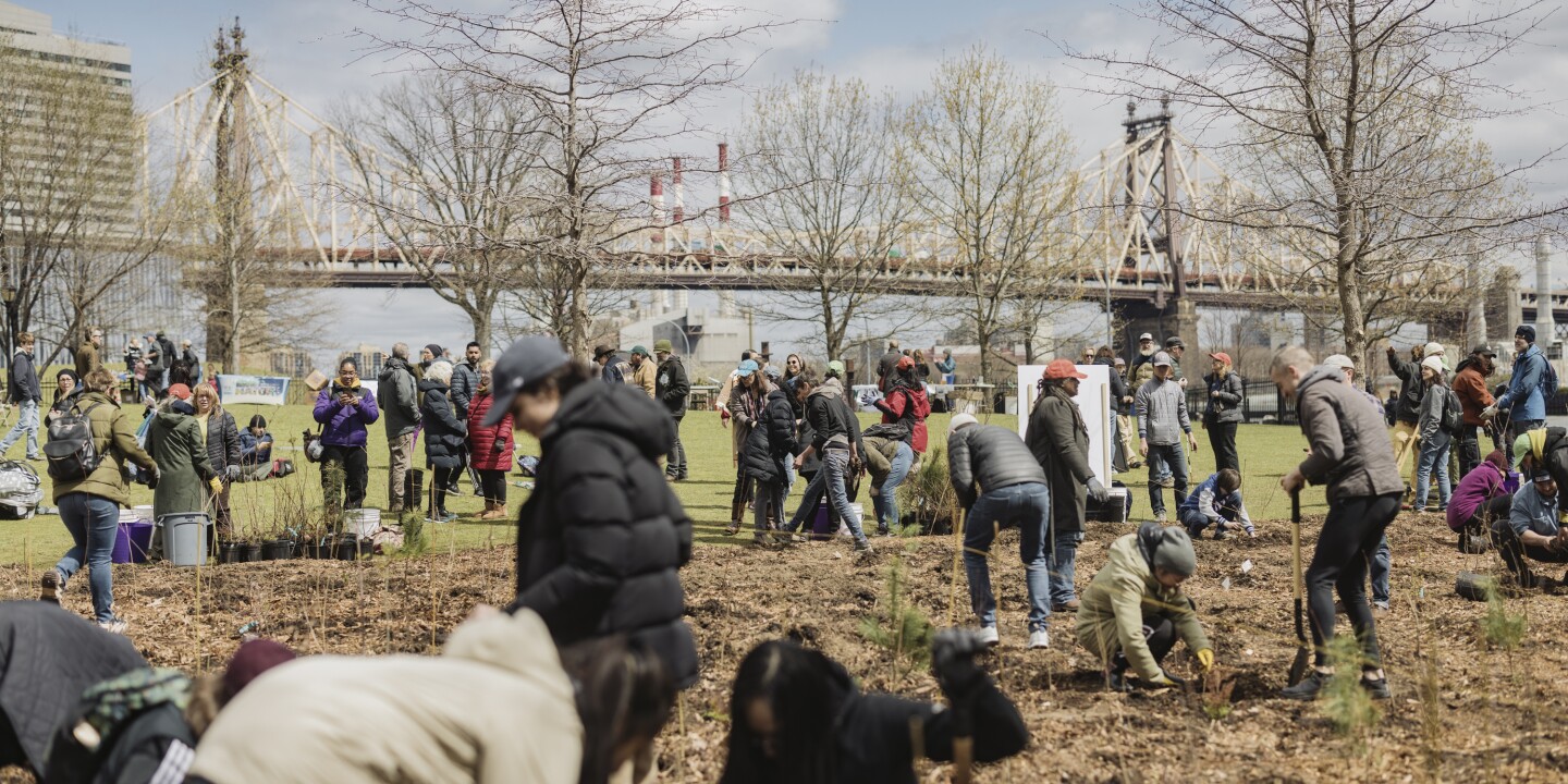 People bending over and planting trees in the ground, with a bridge in the background