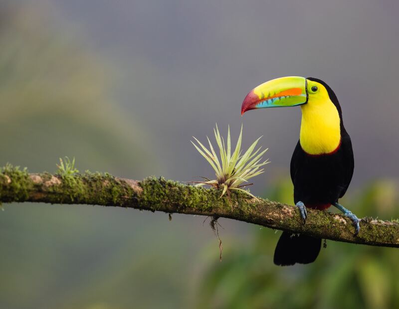 Black and yellow toucan perched on a tree branch