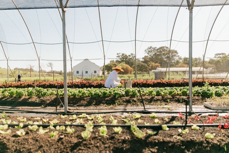 A person wearing a white long-sleeve top and a wide-brimmed sun hat squats among rows of vegetables at Spier Wine Farm