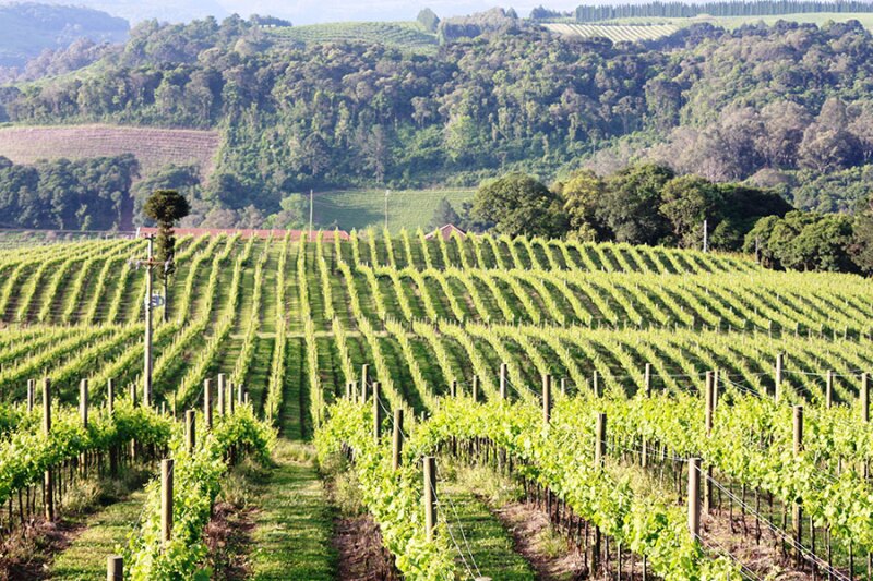 The rolling vineyards at Cave Geisse