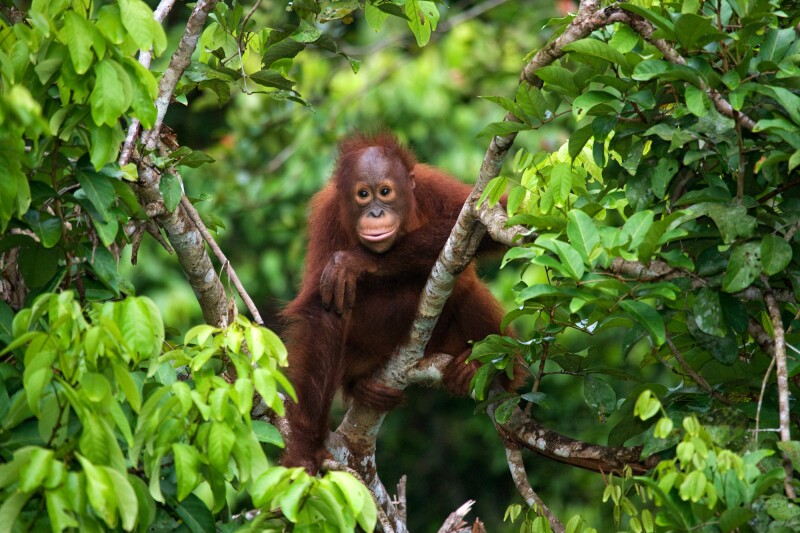 Malaysian Borneo is the third-largest island in the world and the largest in Asia.