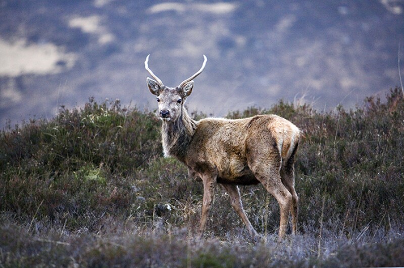 RED DEER STAG IN GLEN COE (GLENCOE) WINTER / SPRING