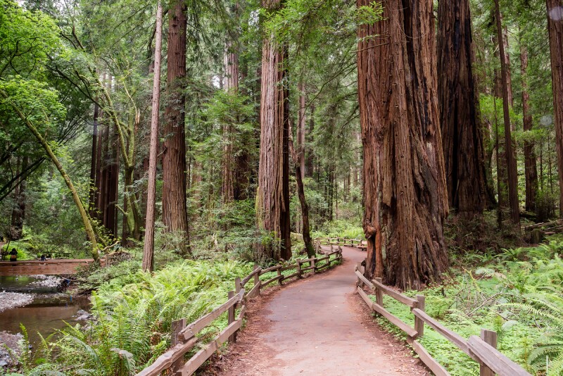 There are six miles of peaceful pathways in Muir Woods National Monument.