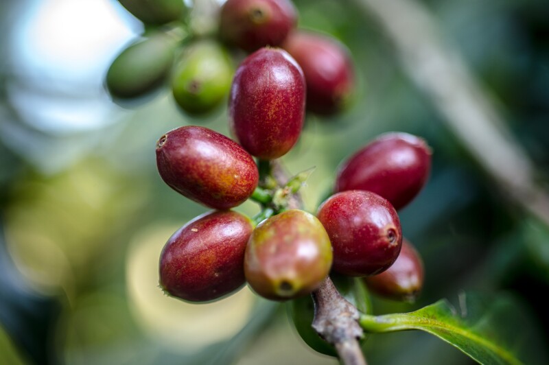 The region’s name Kaffa is thought to come from the Arabic word “qahwah,” meaning coffee. The English word for coffee is derived from the same root.