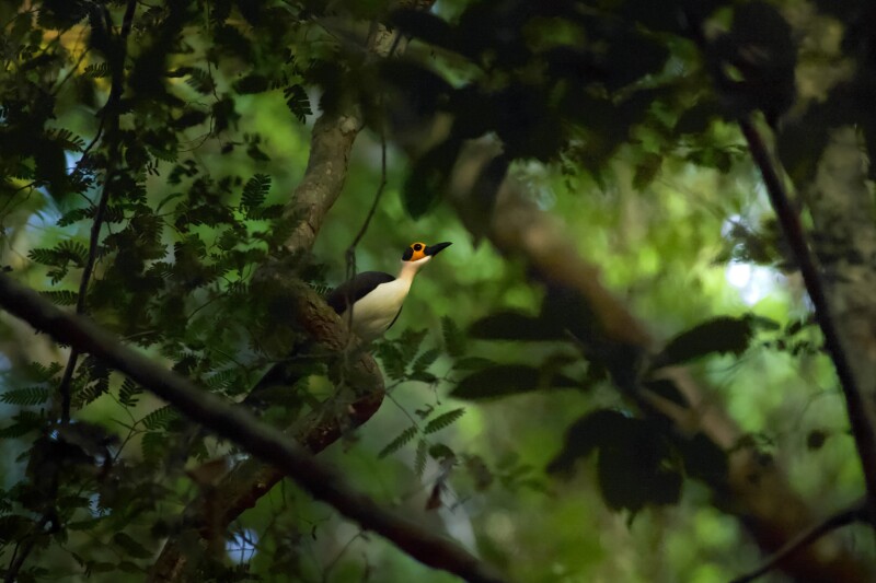 A white-necked rockfowl in the Gola-Tiwai complex in Sierra Leone, a bird with an orange face; black beak, eyes, and wings; and a white neck and belly