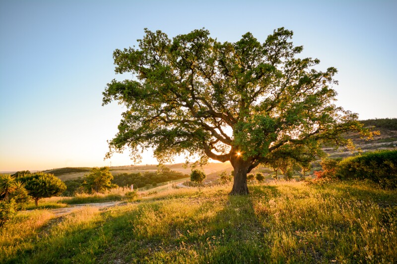 An oak tree at sunset surrounded by grassy meadows in the Alentejo region of Portugal