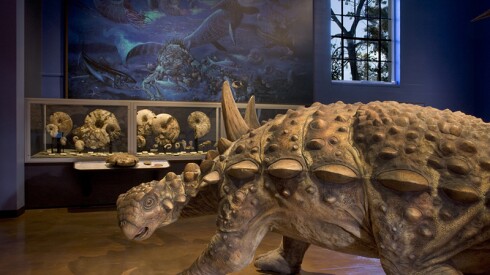 San Diego Natural History Museum - Fossil Mysteries