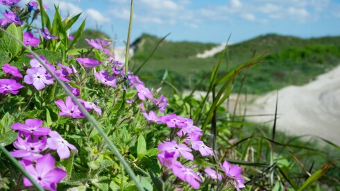 Purple flowers blooming on a hill overlooking Padre Island National Seashore in Corpus Christi, Texas